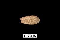 藏品(臺灣榧螺)的圖片